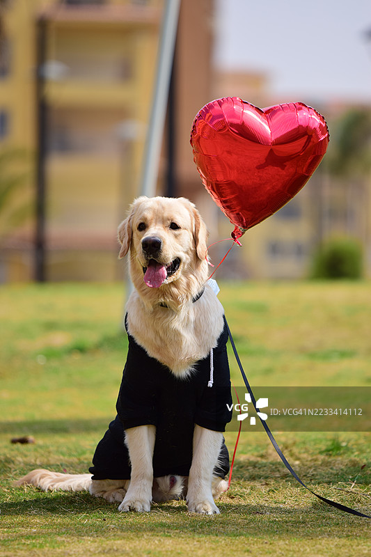 金毛寻回犬坐在草地上，旁边有一个心形气球图片素材