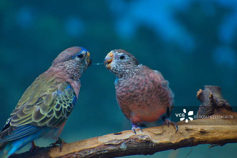 两只色彩斑斓的鸟在树枝上互动图片素材