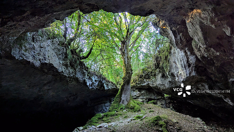 树在洞穴中生长，能看到天空的景象图片素材