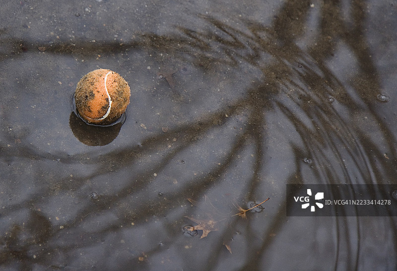 一颗泥泞的网球漂浮在水洼中，映出树木的倒影图片素材