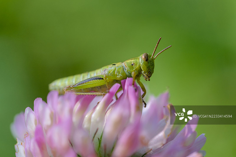 粉色三叶草花上的绿色蚱蜢图片素材