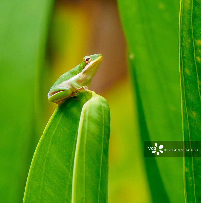 一只绿色树蛙栖息在叶子上的特写镜头图片素材