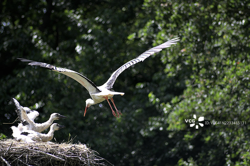 鹳在森林上空飞翔，巢中有小鸟。图片素材