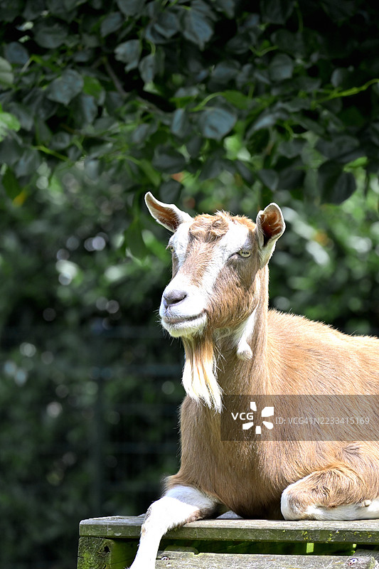 在郁郁葱葱的花园里，山羊悠闲地坐在木长椅上图片素材