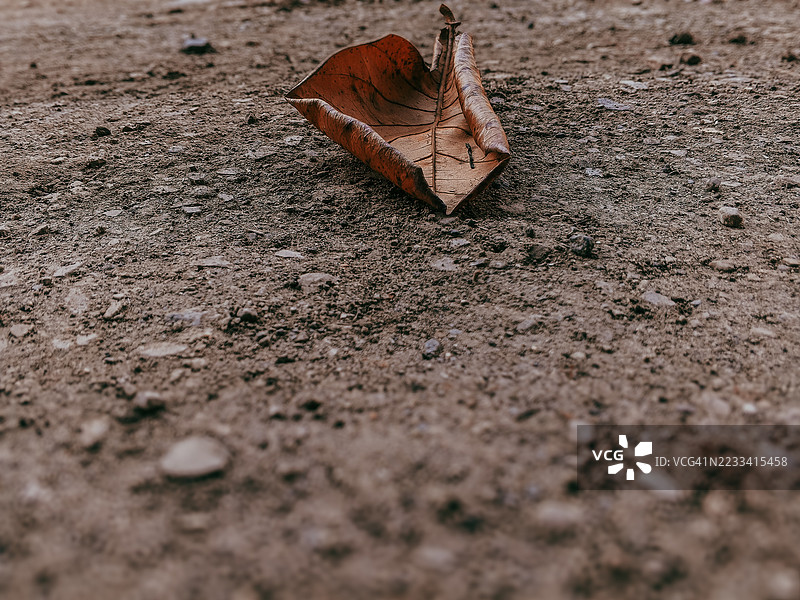 干枯的叶子特写在泥土田野上图片素材