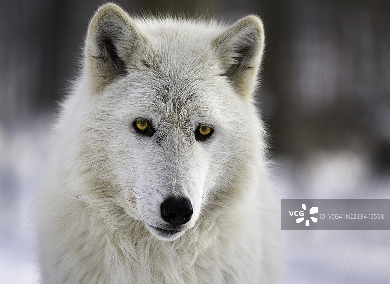 雪林中一只北极狼的特写镜头图片素材