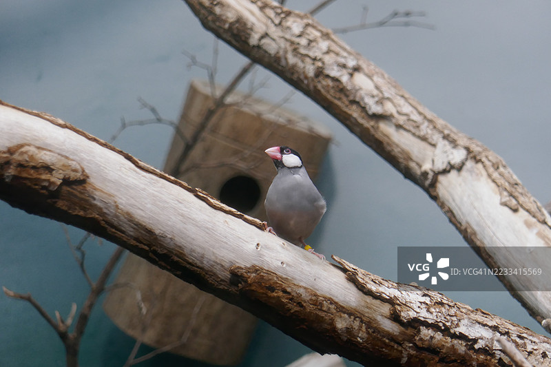 Java Sparrow 栖息在树枝上图片素材