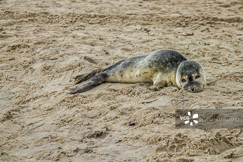 海豹在沙滩上休息图片素材