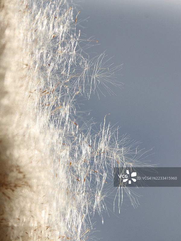 清澈天空下毛茸茸植物种子的特写图片素材
