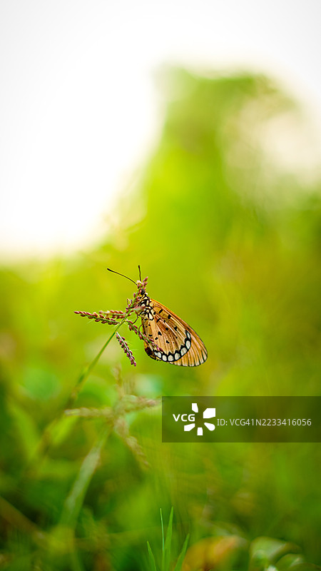 一只蝴蝶栖息在植物上，背景是郁郁葱葱的绿色环境的特写镜头图片素材