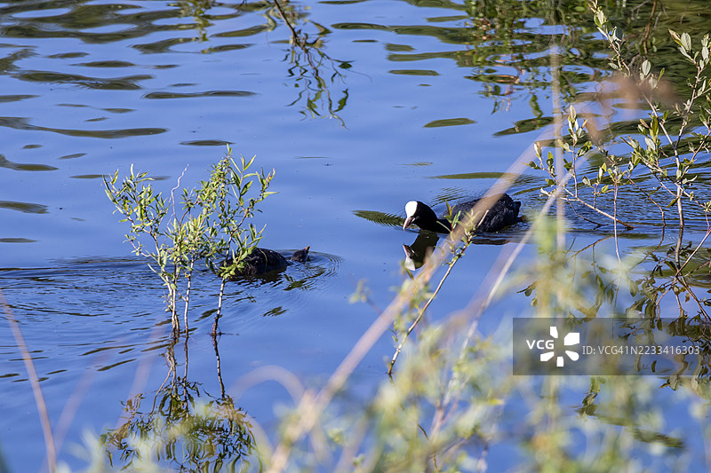 Eurasian Coot Swimming Among Plants in a Lake图片素材
