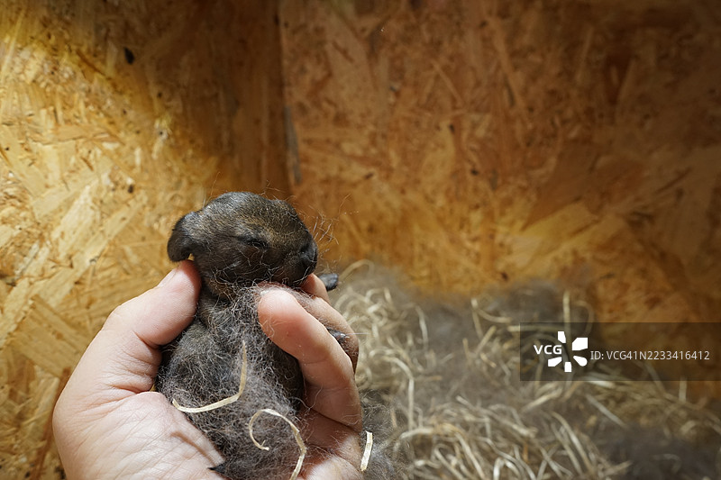 手握新生兔子在巢中图片素材