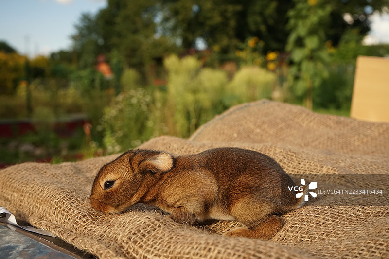 年轻的兔子在户外的麻布上休息图片素材