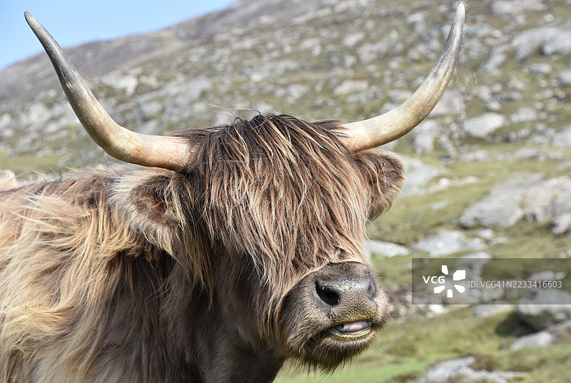 岩石田野中的高地牛图片素材