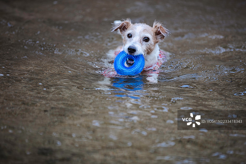 狗在水中游泳，嘴里叼着玩具图片素材