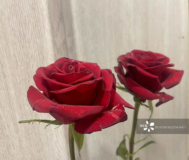 红玫瑰在镜子中的倒影图片素材