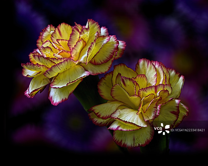 黄色和红色康乃馨花的特写图片素材