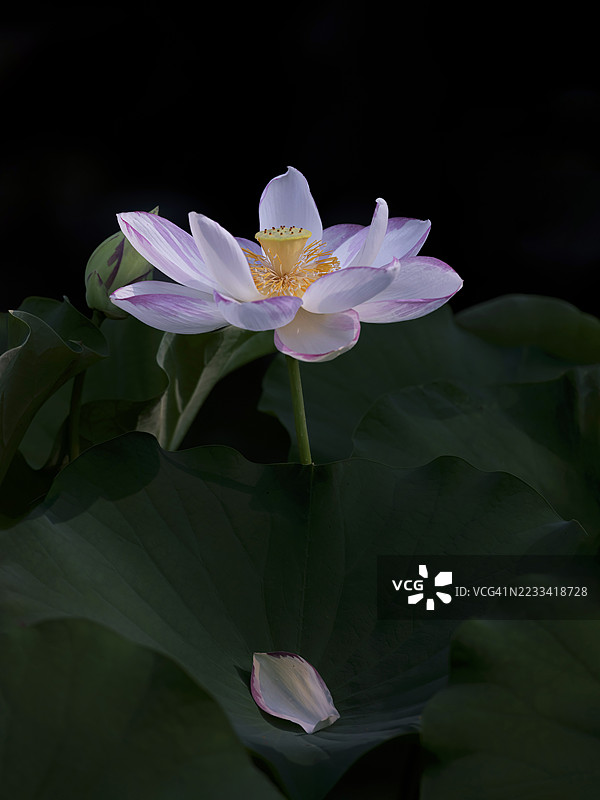 优雅的莲花在黑暗中绽放图片素材