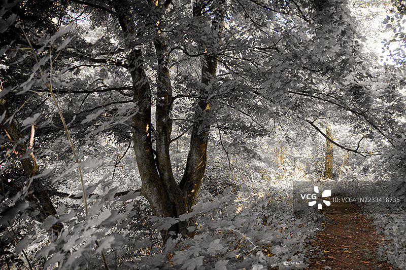 阳光照耀下的茂密森林小径图片素材