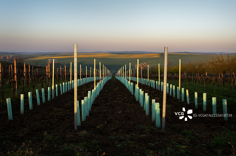 意大利日落时分的葡萄园，年轻葡萄藤整齐排列图片素材