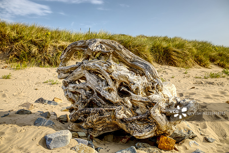 沙滩上的漂流木与草甸图片素材