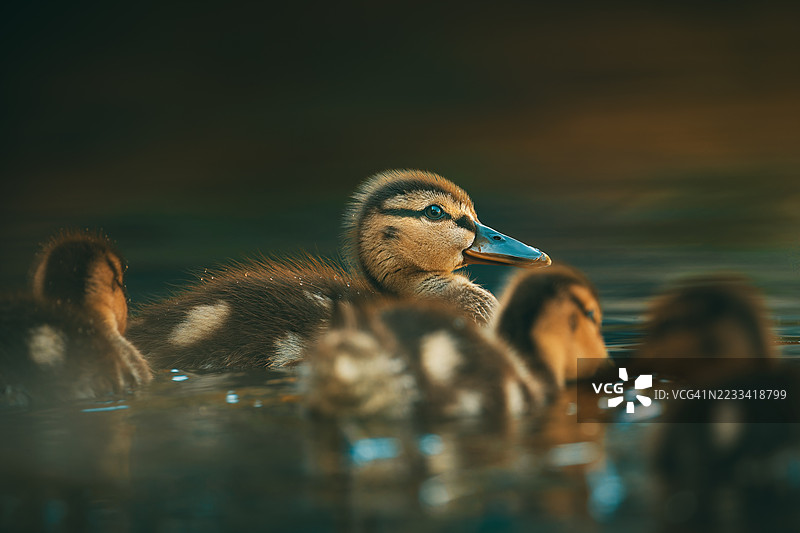 小鸭子在宁静的湖面上游泳的特写镜头图片素材