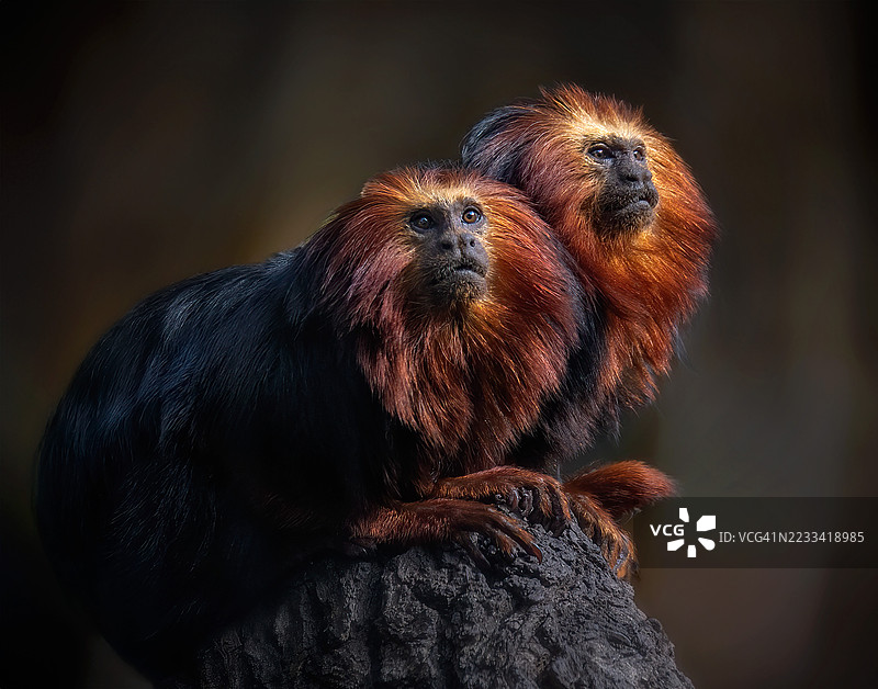 两只金头狮面猿栖息在岩石上图片素材