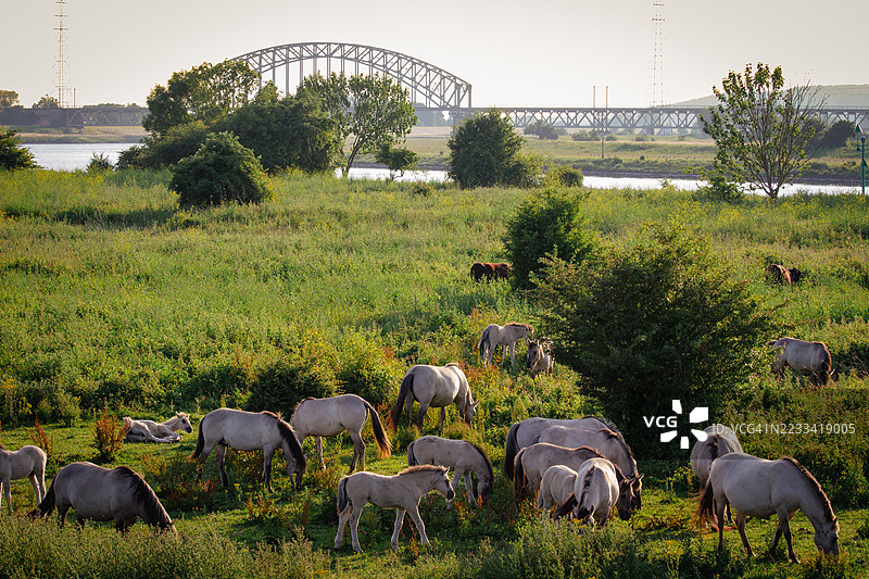 一群野马在阿纳姆，荷兰一条河流和桥附近的郁郁葱葱的绿地上吃草。图片素材