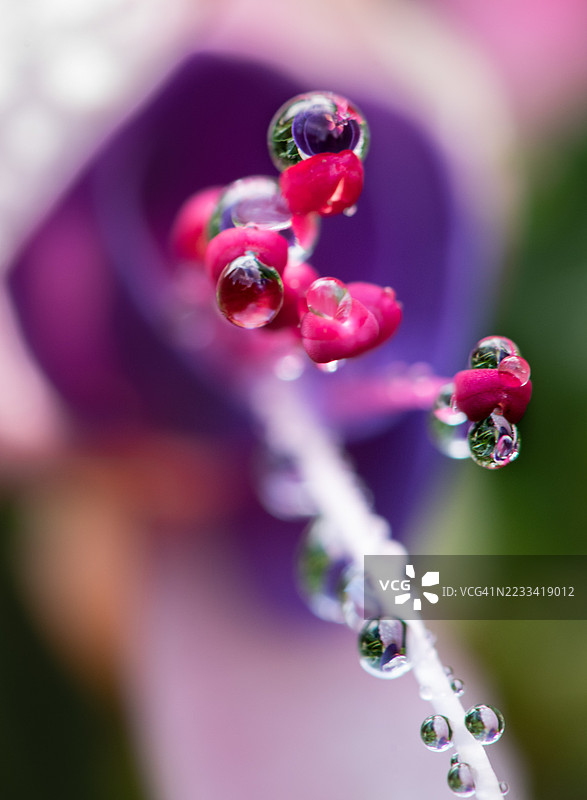 紫色花朵上的水滴特写图片素材
