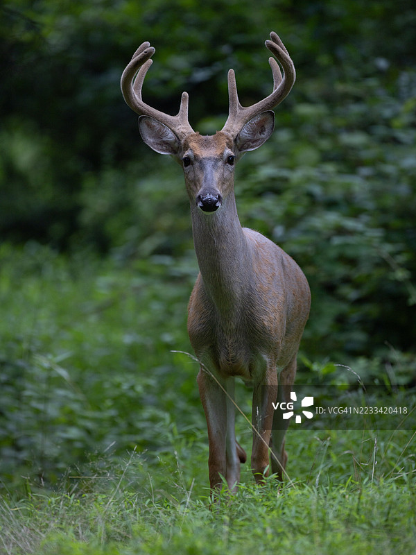 雄伟的鹿站在郁郁葱葱的绿色田野中图片素材