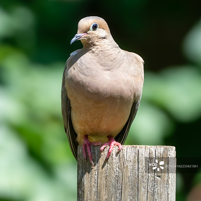 一只哀悼鸽栖息在木桩上的特写镜头图片素材