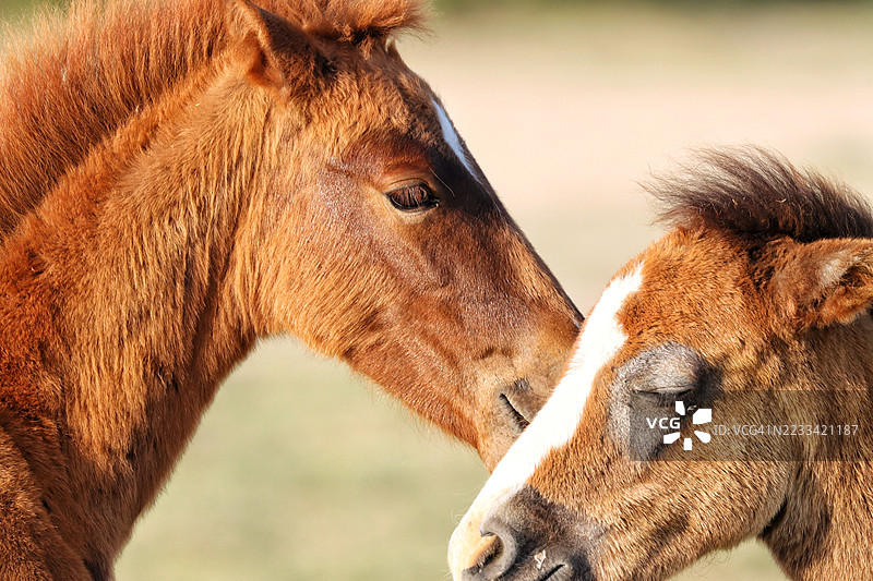两匹马之间温柔的时刻图片素材