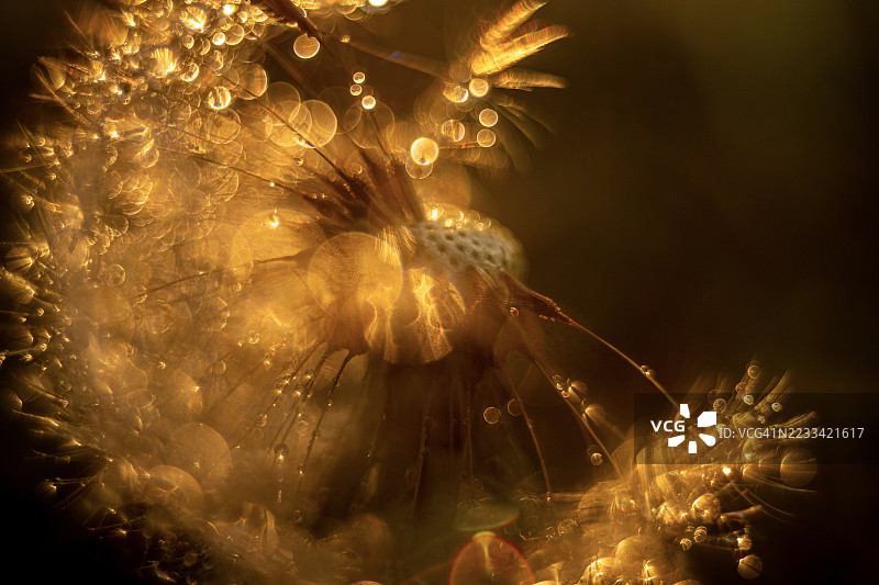 金色虚化效果下的蒲公英种子特写抽象图像图片素材