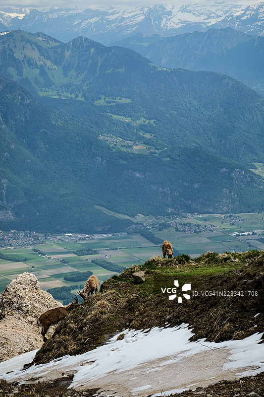 瑞士沃夫里雪山坡上的山羊在吃草图片素材