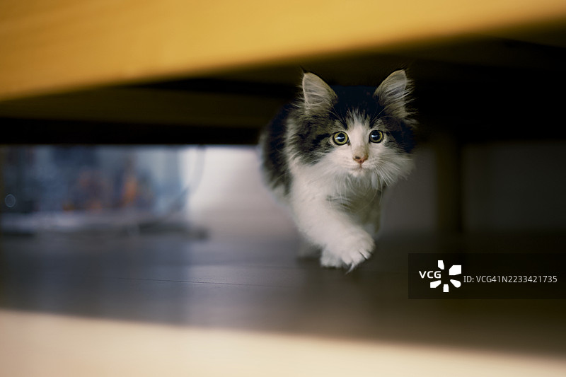 好奇的小猫在家具下探险图片素材