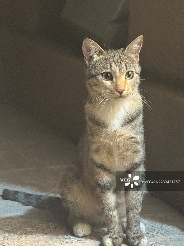 阳光明媚的房间里坐着的虎斑猫图片素材