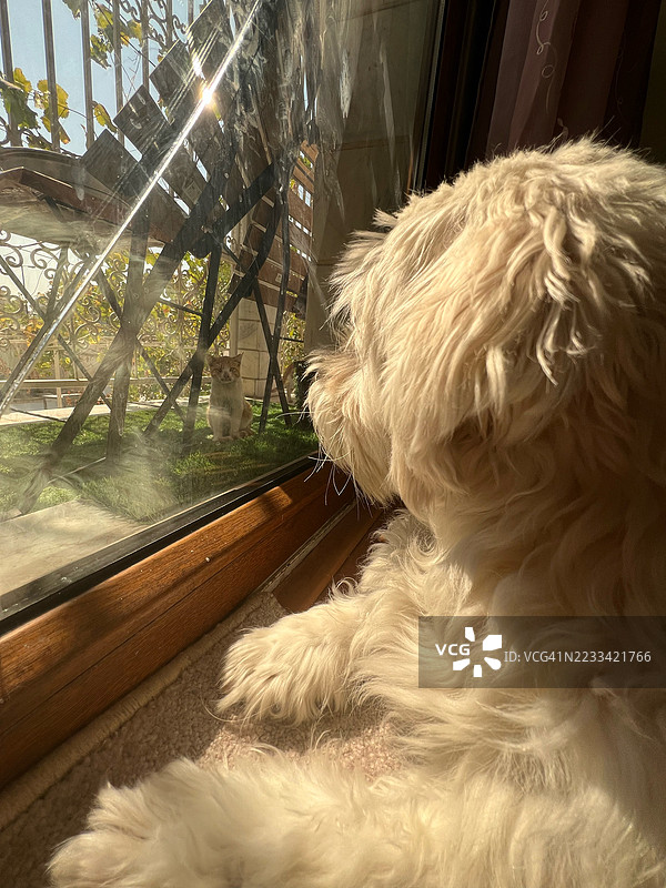 狗和猫在家中透过窗户凝视图片素材