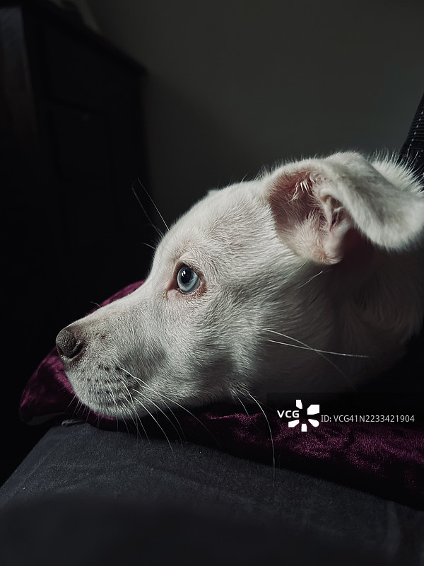 白狗在室内休息的特写镜头图片素材