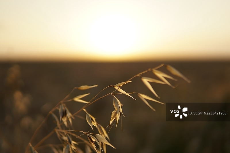 夕阳下田野中草地的特写图片素材