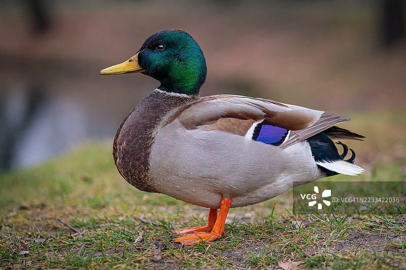 一只站在草地上的野鸭特写镜头图片素材