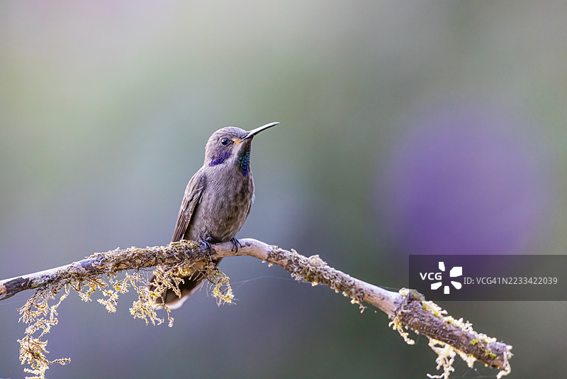 栖息在苔藓覆盖的树枝上的蜂鸟特写镜头图片素材