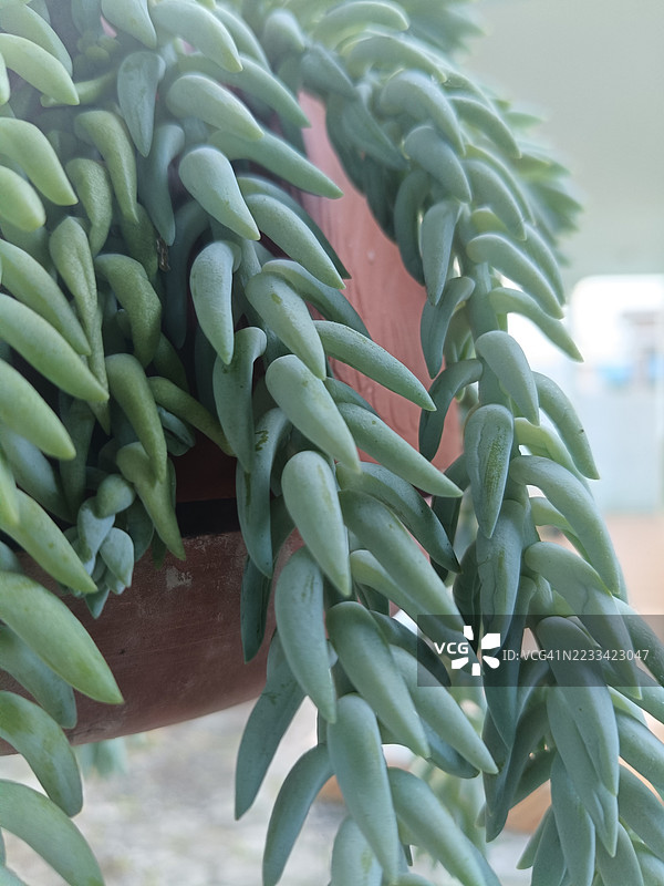悬挂花盆中的驴尾 succulent 特写图片素材