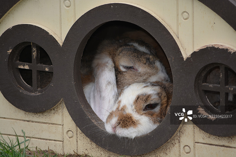 两只兔子在木制兔舍里依偎在一起图片素材