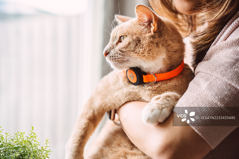 一只穿着橙色GPS追踪项圈的姜黄色猫咪特写，正望着窗外。图片素材