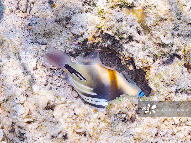美丽的泻湖触须鱼。皮卡索鱼，胡姆胡姆努库努库阿普阿（Rhinecanthus aculeatus）和其他鱼类在美妙的珊瑚礁中。热带鱼群。美丽的珊瑚礁和游泳的人们。Gahi岛，Zamami岛，Kerama群岛，2025年图片素材