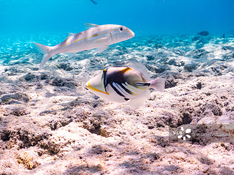 美丽的泻湖触须鱼。皮卡索鱼,胡姆胡姆努库努库阿普阿(Rhinecanthus aculeatus)。大眼鲹,卡兰克斯六带鲹,黄条山羊鱼,穆洛迪克西斯黄线鱼。一群热带鱼。外岛,座间味岛,庆良间群岛。图片素材