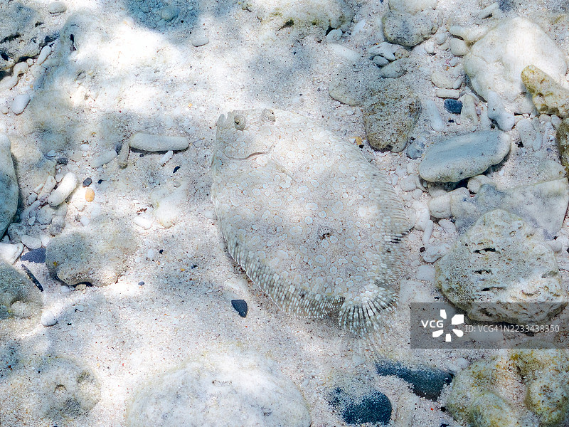 豹鲽，斑点鲽。热带鱼群。美丽的珊瑚礁和游泳的人们。Gahi岛，座间味岛，慶良間群岛，岛尻郡，冲绳，日本 - 2025年6月29日图片素材