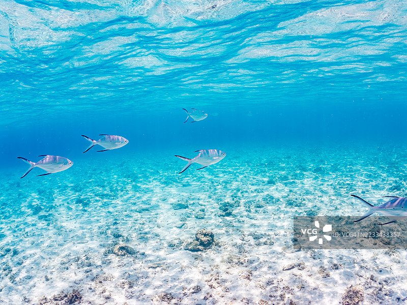 美丽的小斑点飞鱼,Trachinotus baillonii,栖息在美丽的白色沙滩上。半水面摄影。一群热带鱼。美丽的珊瑚礁和游泳的人们。Gahi岛,座间味岛,庆良间群岛,岛尻郡,冲绳 - 2025图片素材