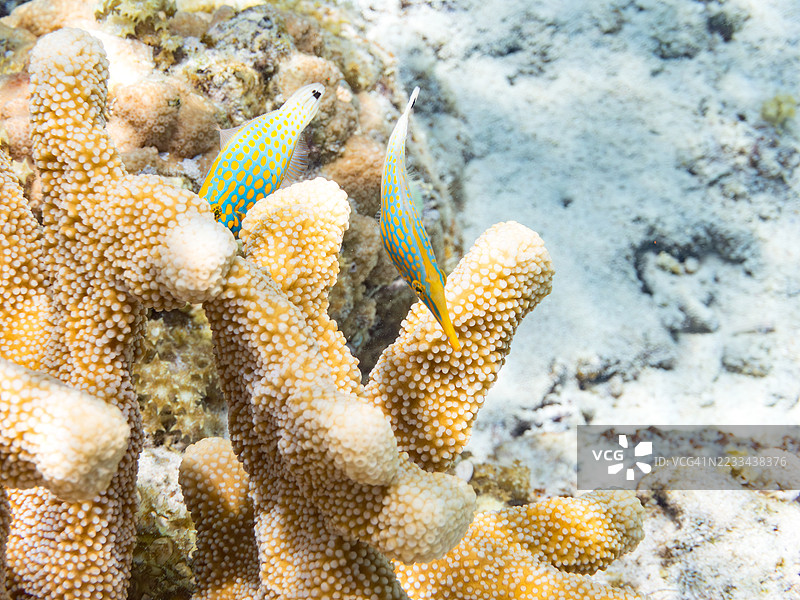 可爱的哈雷昆斑点鱼,橙斑斑点鱼(Oxymonacanthus longirostris)和其他美丽的珊瑚礁。热带鱼群。美丽的珊瑚礁和游泳的人们。Gahi岛,座间味岛,慶良間群岛,岛尻郡,2025年图片素材