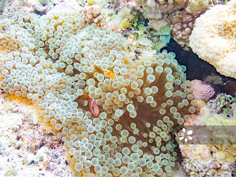 可爱的番茄小丑鱼（Amphiprion frenatus）与美丽的海葵及其他生物在奇妙的珊瑚礁中。热带鱼群。美丽的珊瑚礁和游泳的人们。Gahi岛，座间味岛，庆良间群岛，岛尻郡，2025年。图片素材